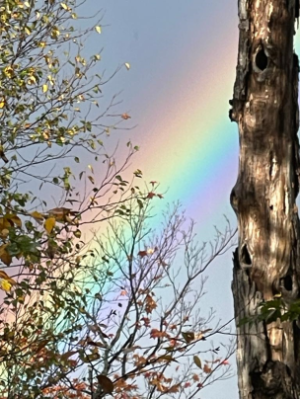 article_img7_rainbow